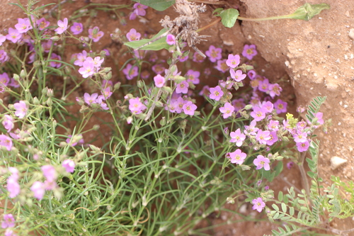 Spergularia fimbriata