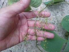 Dioscorea convolvulacea