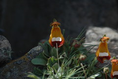 Calceolaria uniflora