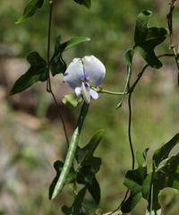 Vigna frutescens
