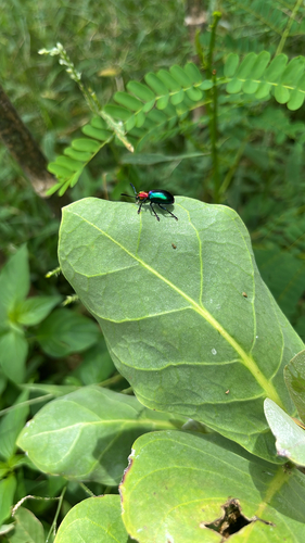 Metallic Milkweed Leaf Beetle