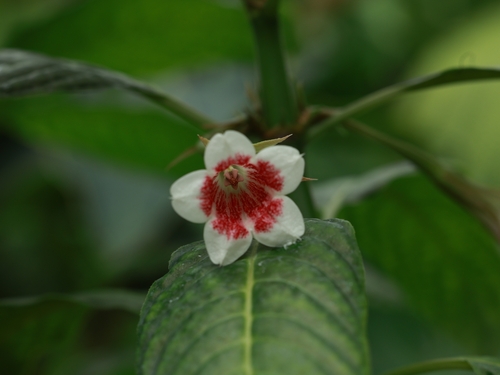 Acranthera sinensis