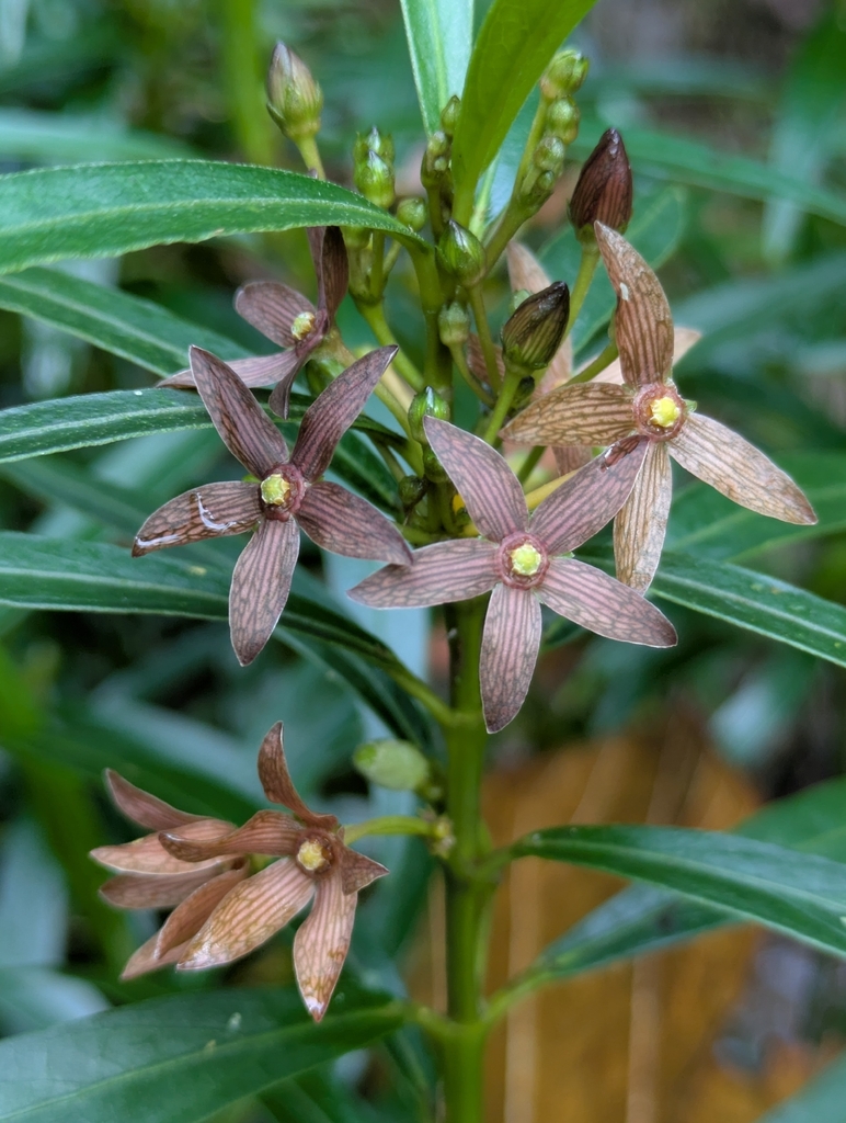 Matelea rivularis
