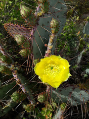 Opuntia gosseliniana