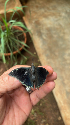 Dusky Black Prince