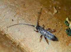 Pogonognathellus longicornis