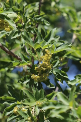 Vitex rehmannii