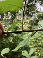 Paonias excaecata