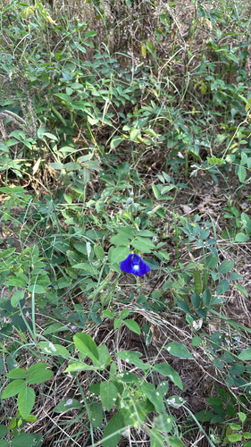 Blue Pea