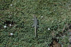 Liolaemus archeforus