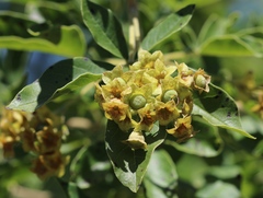 Vitex rehmannii