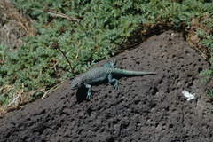 Liolaemus archeforus