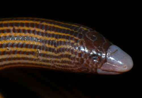 Wood-bush Legless Skink, Acontias rieppeli