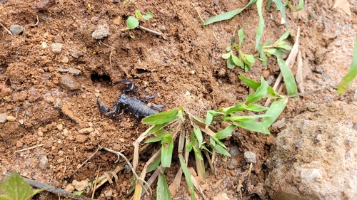 Common Emperor Scorpion