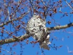 Dolichovespula maculata