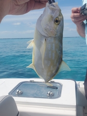 Caranx bartholomaei