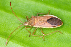 Heteroptera