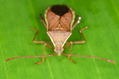 Heteroptera