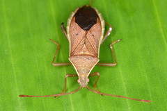 Heteroptera