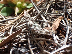 Melanargia ines