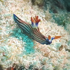 Nembrotha aurea