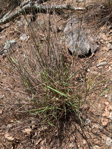 Arundinella setosa observed 2026-03-14
