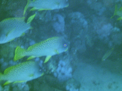 Plectorhinchus gaterinus