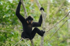 Red-Cheeked Gibbon photo 5