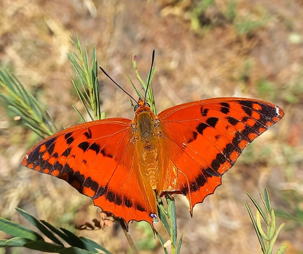 Wild-bamboo Charaxes
