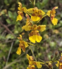 Vitekorchis excavata