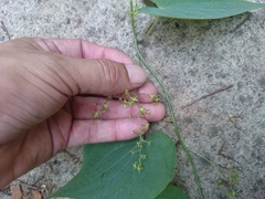 Dioscorea convolvulacea