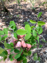 Lespedeza thunbergii, photograph (c) 呂一起(Lyu yi-chi), some rights reserved (CC BY)