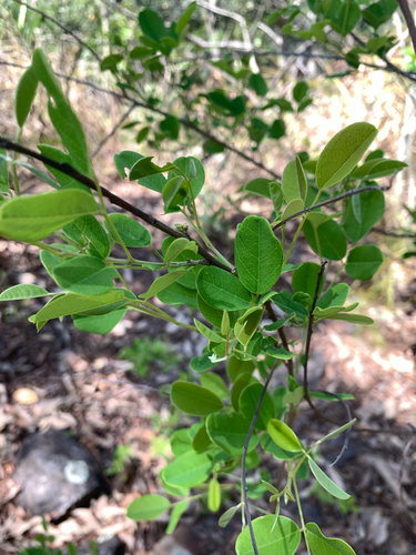 Lespedeza thunbergii, photograph 1