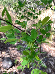 Lespedeza thunbergii