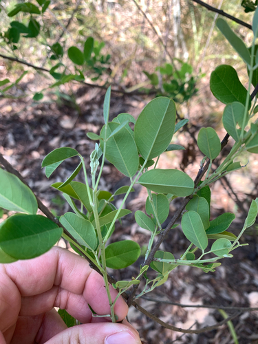 Lespedeza thunbergii, photograph 2
