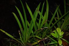 Helmholtzia glaberrima, photograph (c) Bryce Watts-Parker, some rights reserved (CC BY)