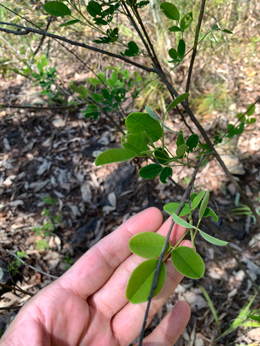 Lespedeza thunbergii, photograph 4