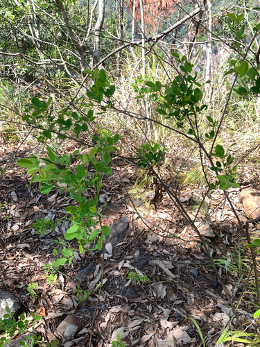 Lespedeza thunbergii, photograph 5