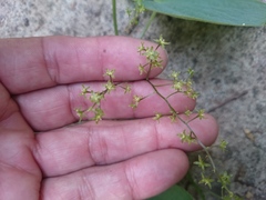 Dioscorea convolvulacea