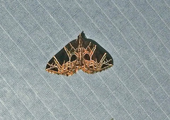 Gandaritis atricolorata