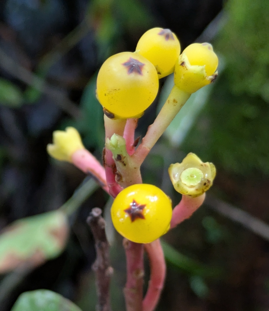Psammisia amazonica