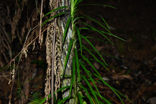 Giant climbing pandan (Freycinetia excelsa)