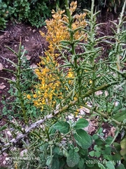 Ulex parviflorus