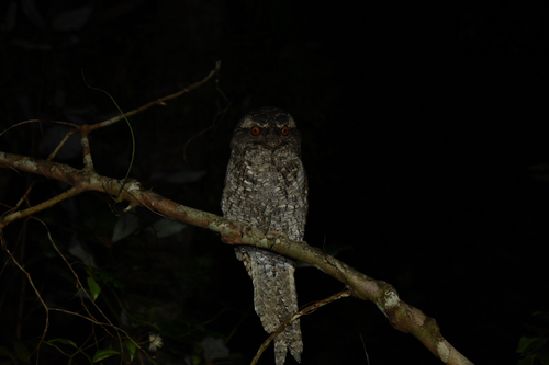 Marbled Frogmouth (Podargus ocellatus), photo 10