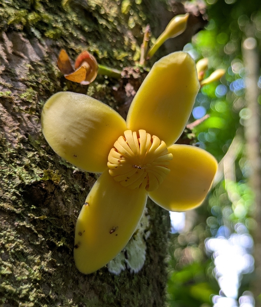 Grias peruviana