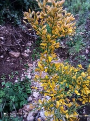 Ulex parviflorus