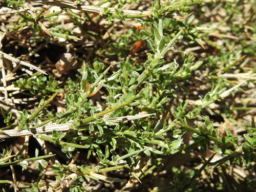 Salzmann's Broom (Genista salzmannii)