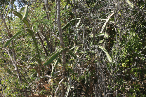 Leptocereus quadricostatus (Bello) Britton & Rose