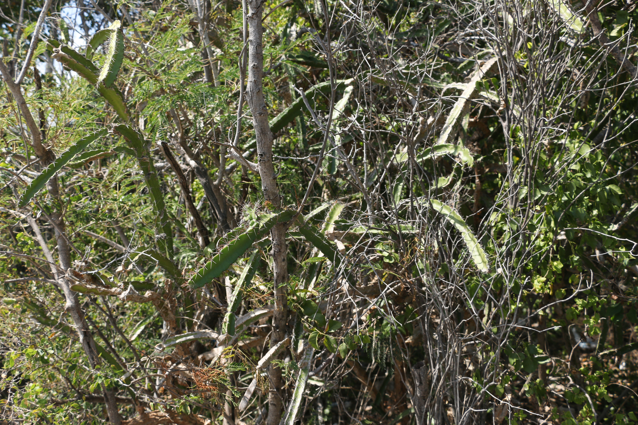 Leptocereus quadricostatus