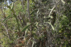 Leptocereus quadricostatus